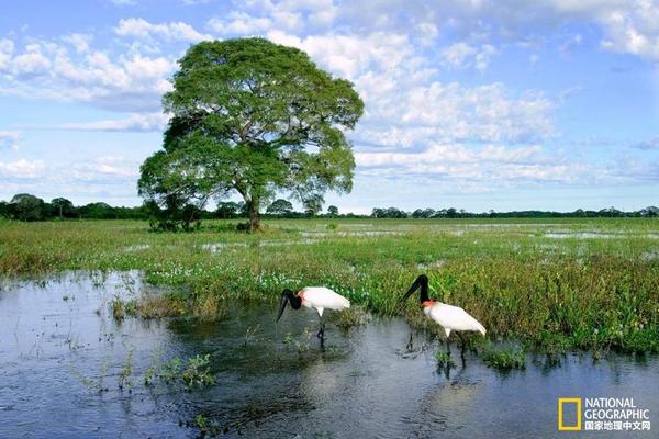 流暢配合！馬倫、阿德耶米破門(mén)，多特17分鐘2球領(lǐng)先